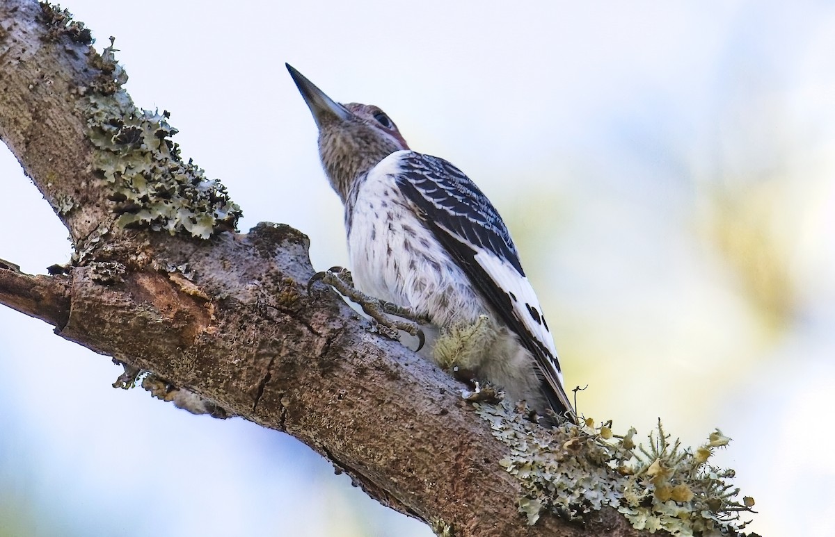 Pic à tête rouge - ML643854194