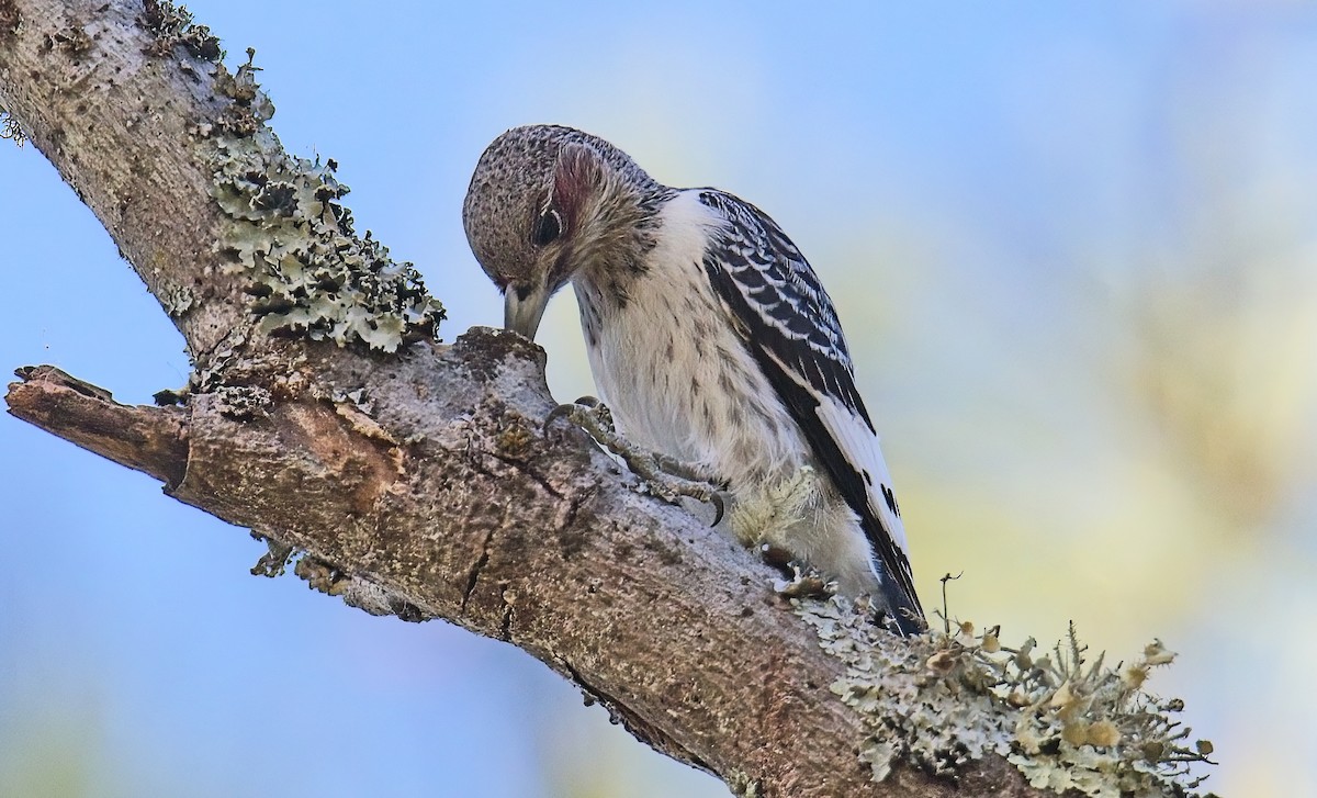 Pic à tête rouge - ML643854196