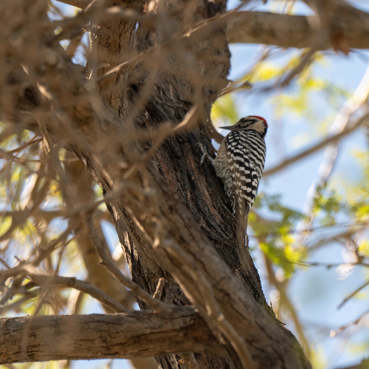 Ladder-backed Woodpecker - ML643854200
