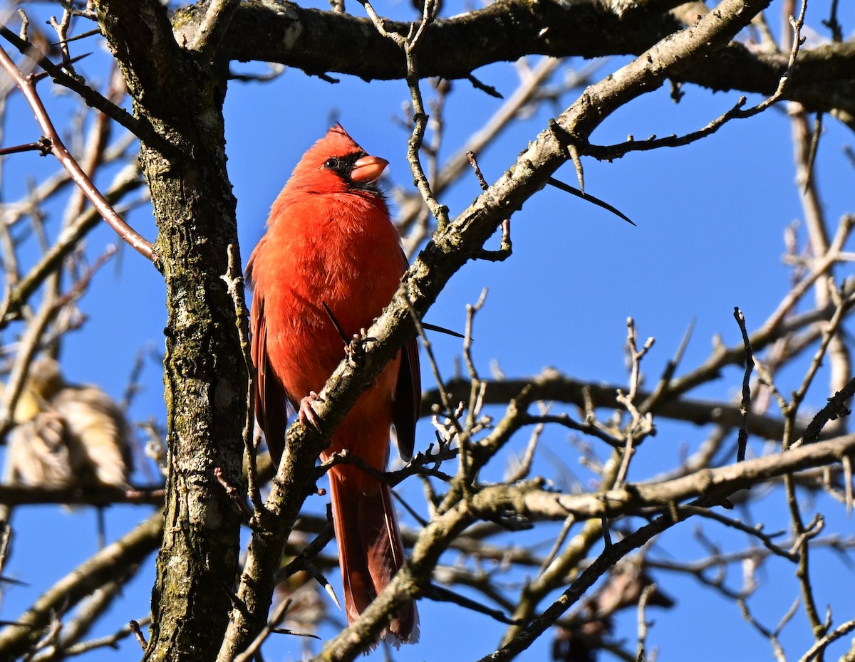 Cardinal rouge - ML643854220