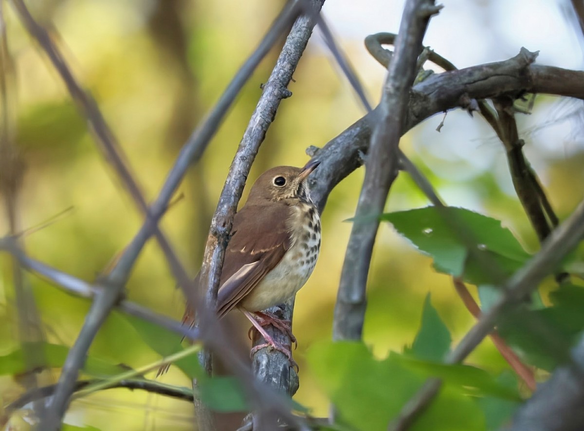 Hermit Thrush - ML643854230