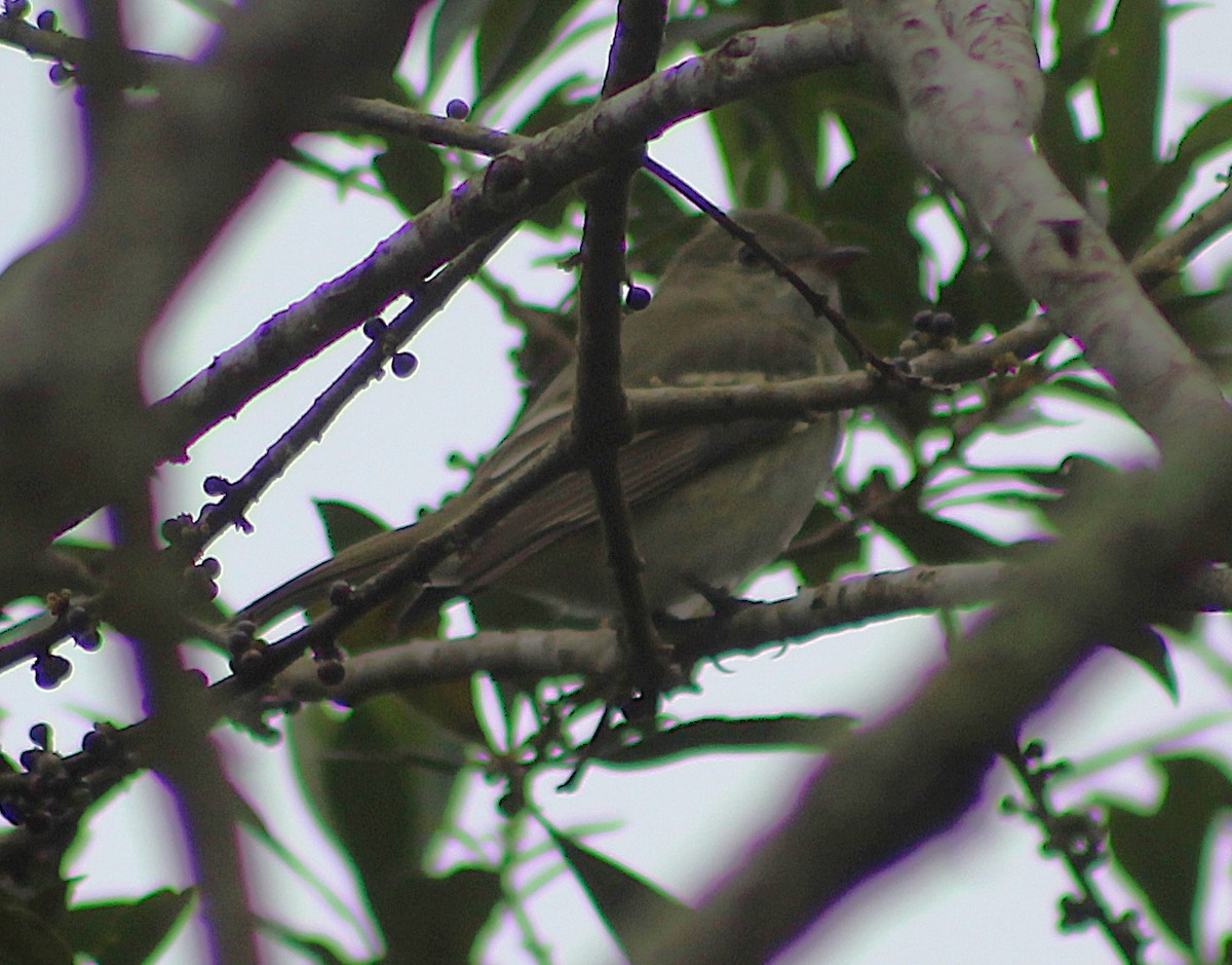 Planalto Tyrannulet - ML643854231