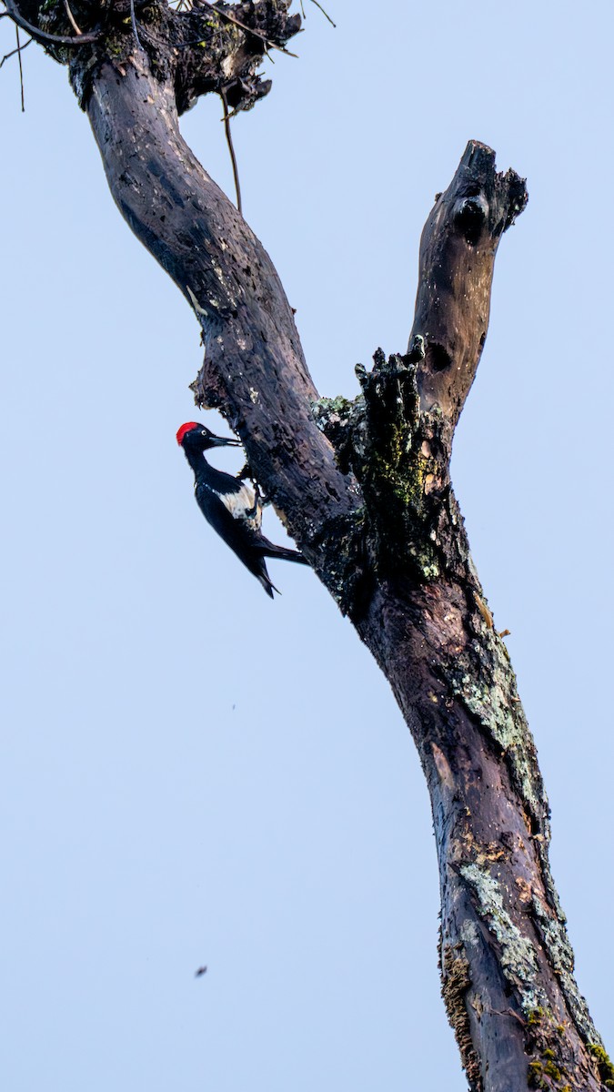 White-bellied Woodpecker - ML643854236