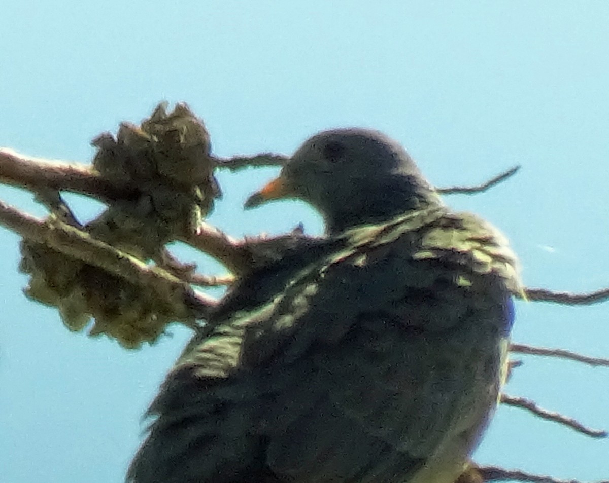 Band-tailed Pigeon - ML643854240