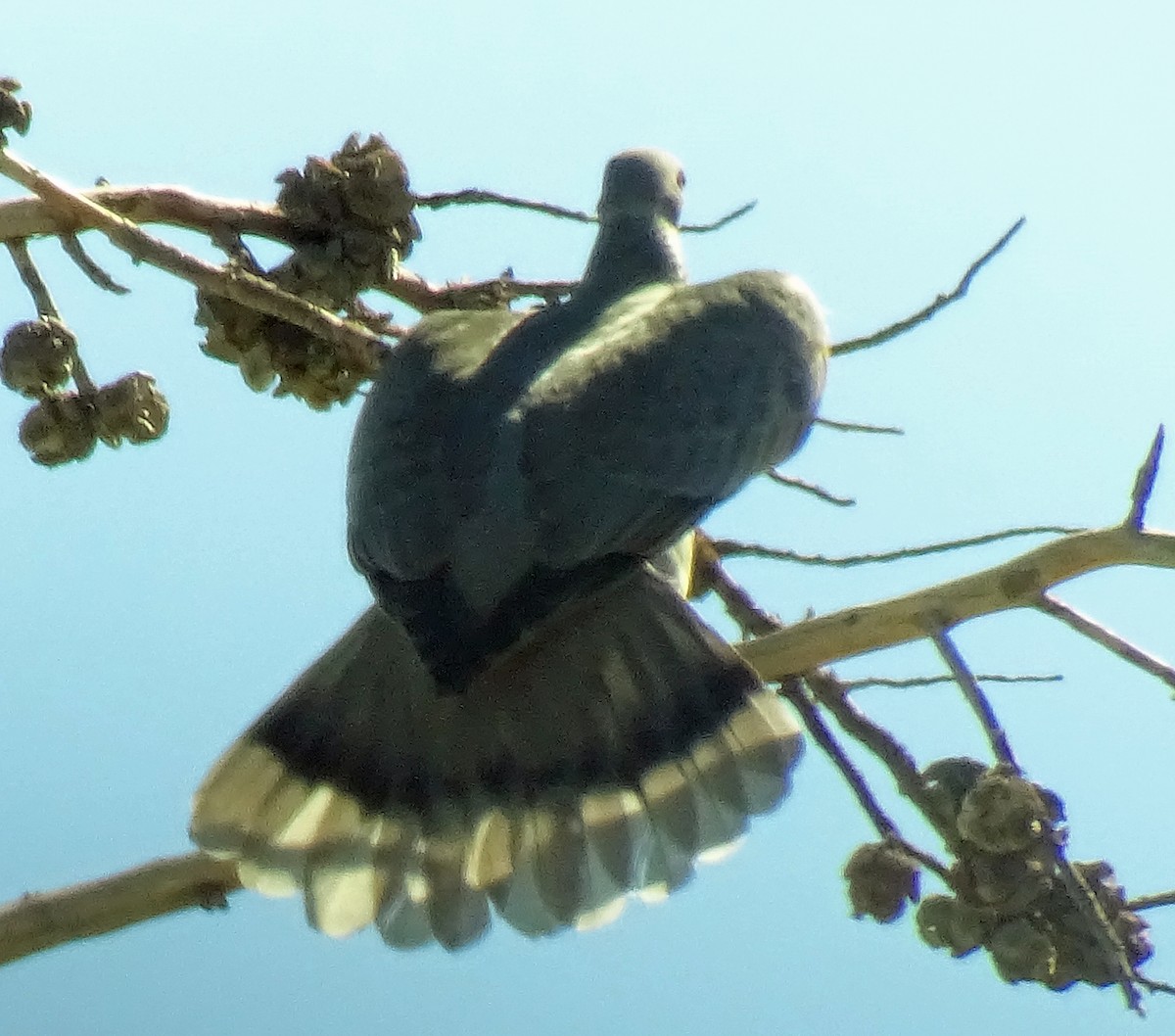 Band-tailed Pigeon - ML643854241