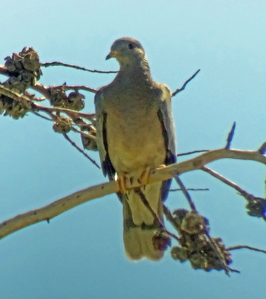 Band-tailed Pigeon - ML643854242