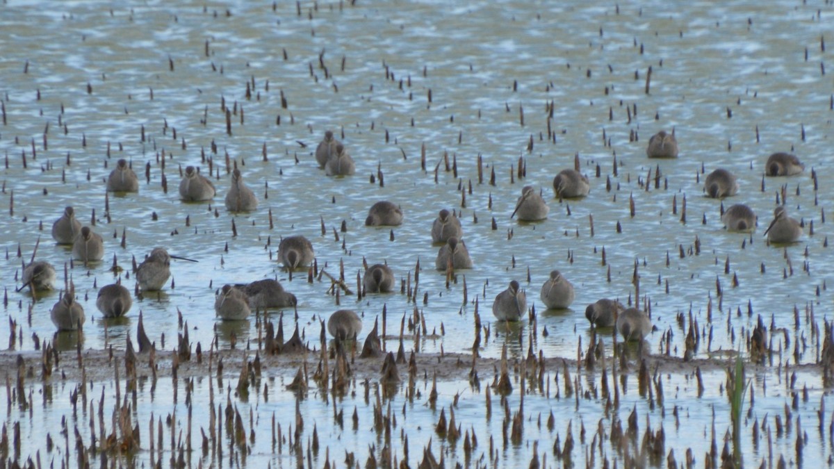 Long-billed Dowitcher - ML643854247