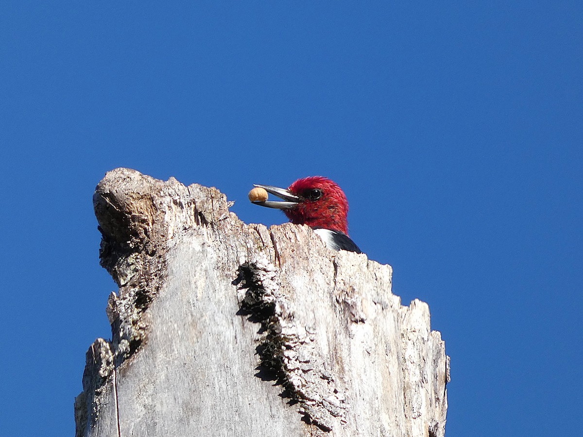 Red-headed Woodpecker - ML643854250