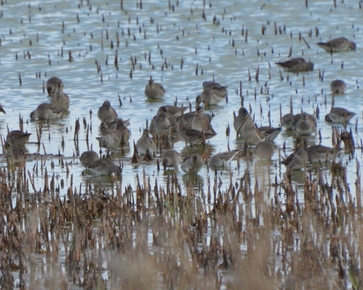 Long-billed Dowitcher - ML643854254