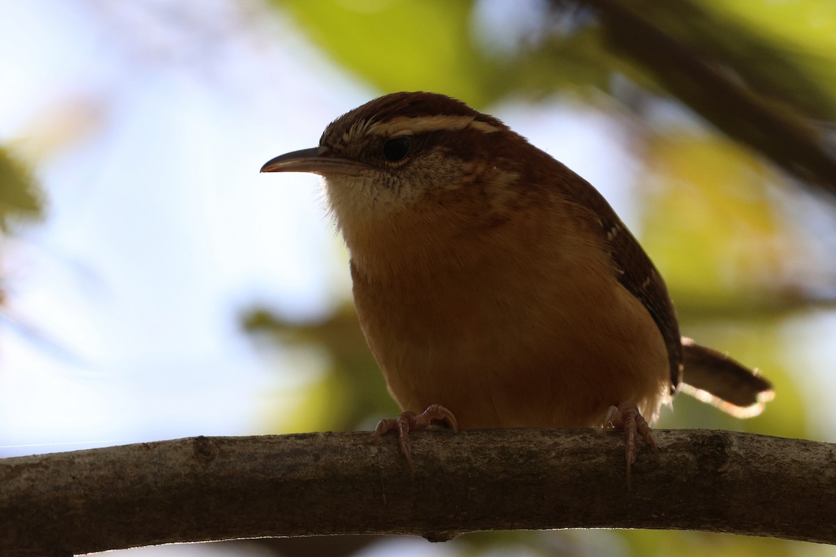 Carolina Wren - ML643854255