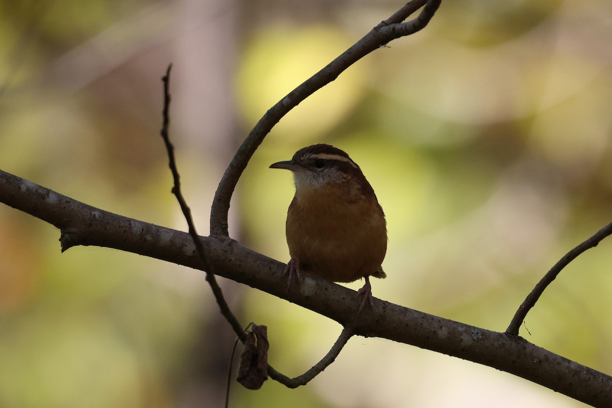 Carolina Wren - ML643854256
