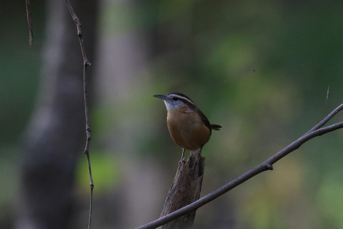 Carolina Wren - ML643854257