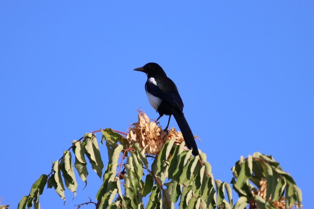 Eurasian Magpie - ML643854262