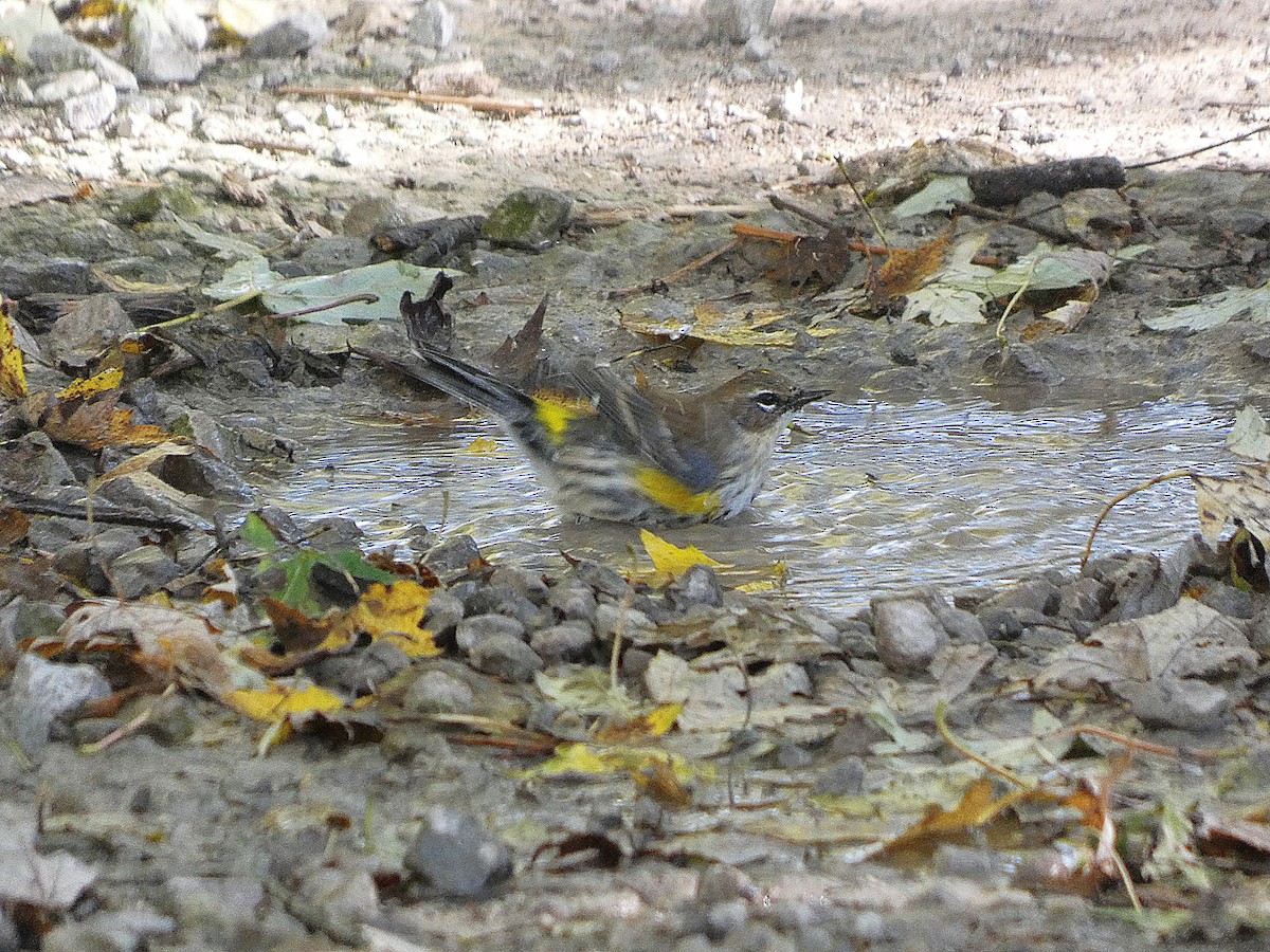 Yellow-rumped Warbler (Myrtle) - ML643854263