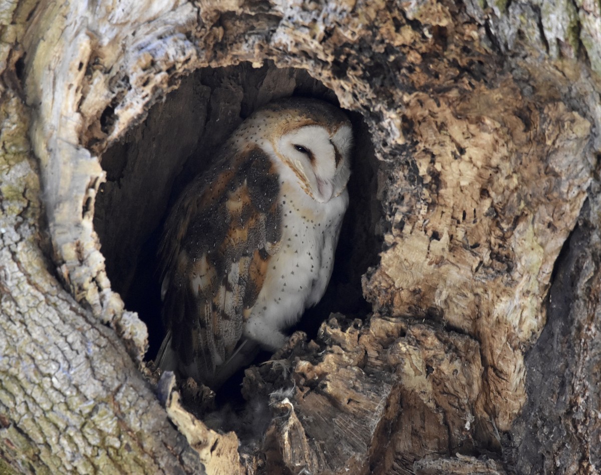 American Barn Owl - ML643854265