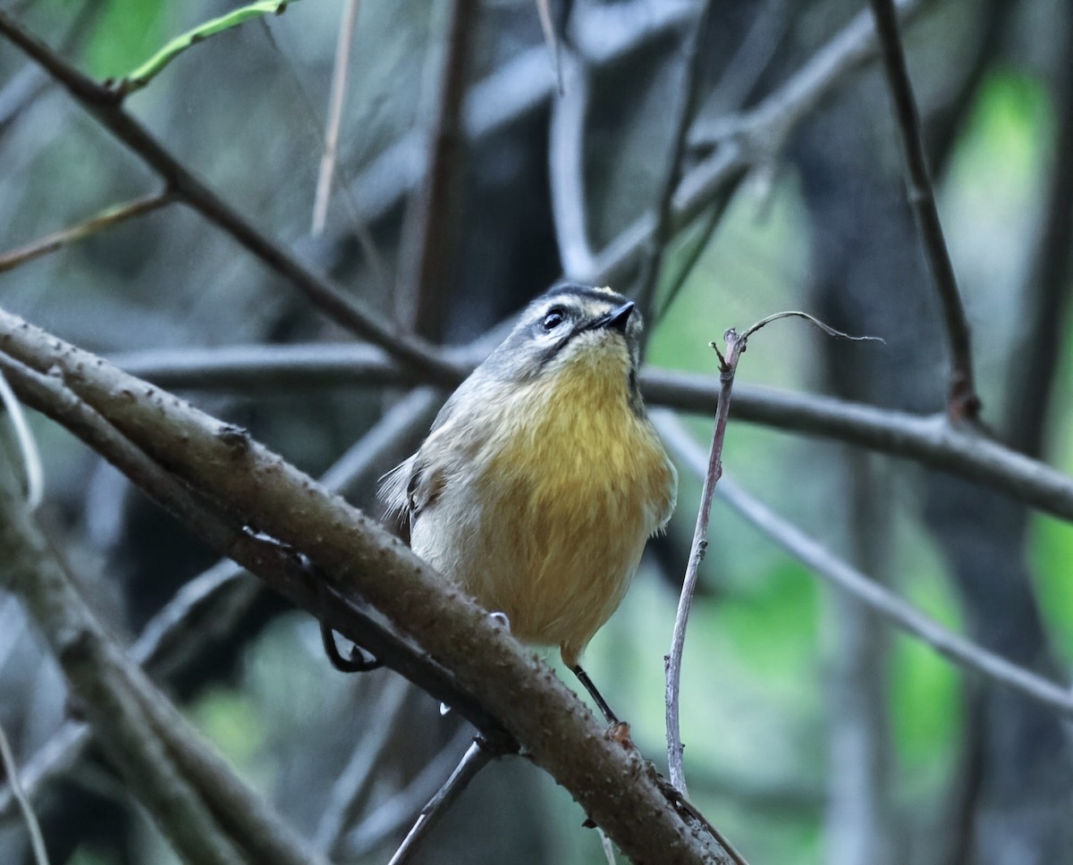 Golden-crowned Kinglet - ML643854269