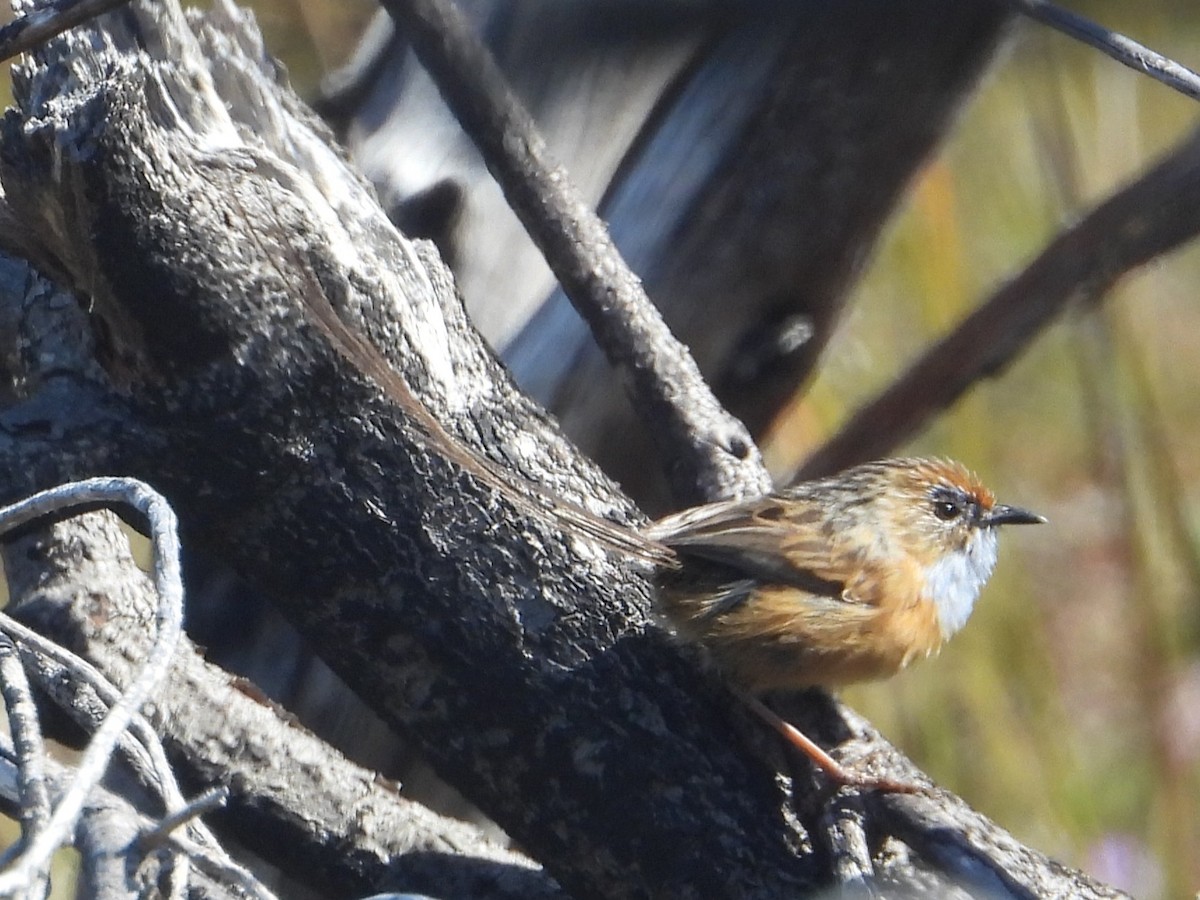 Southern Emuwren - ML643854270