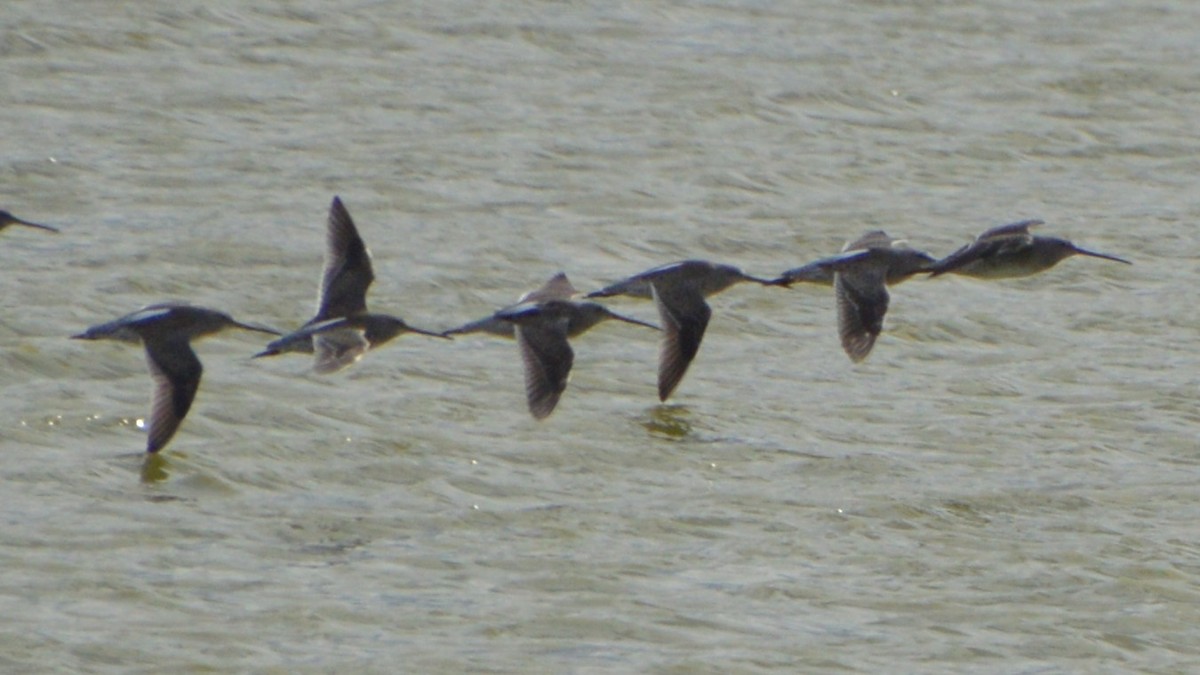 Long-billed Dowitcher - ML643854294