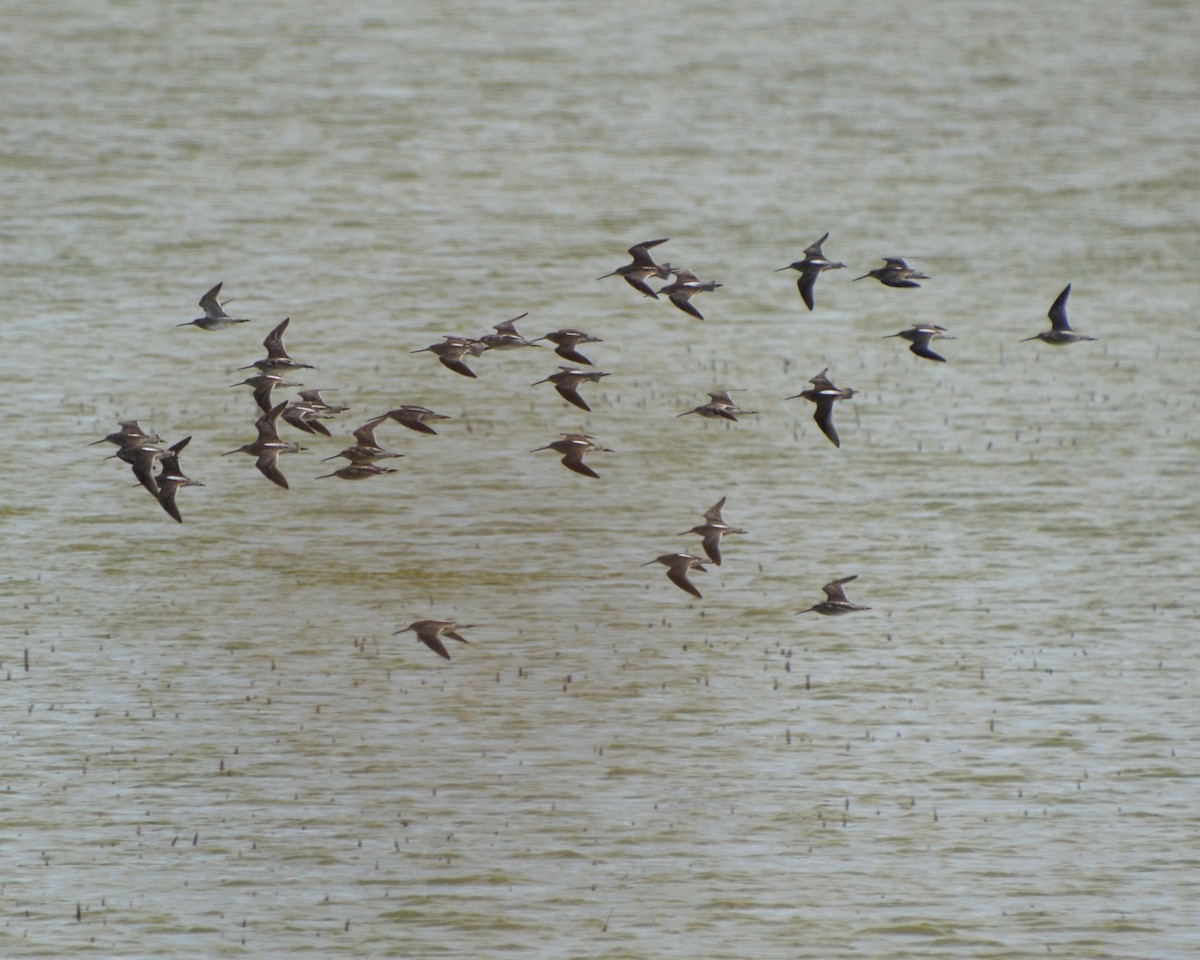 Long-billed Dowitcher - ML643854309