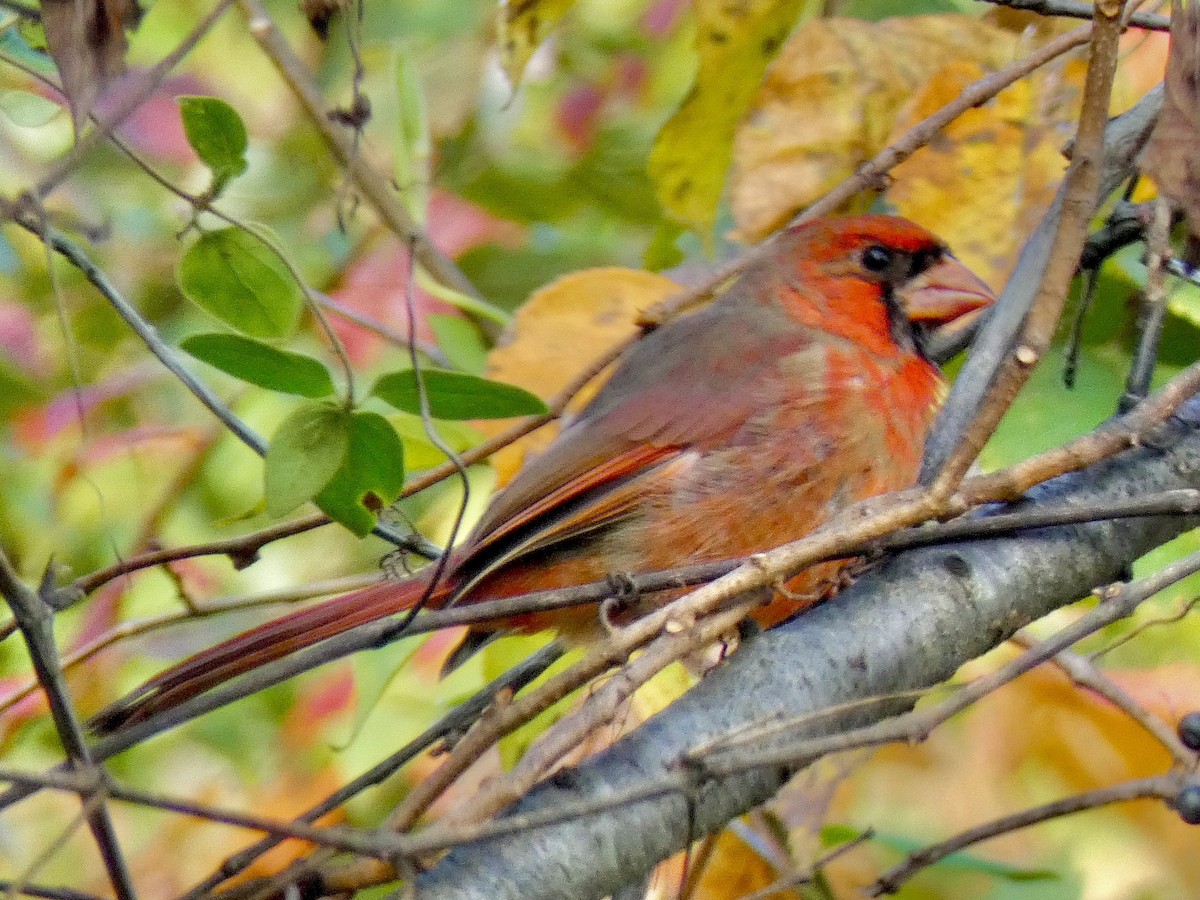 Cardinal rouge - ML643854318