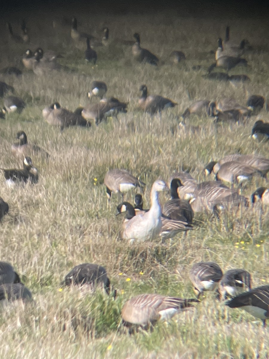 Snow Goose - ML643854354