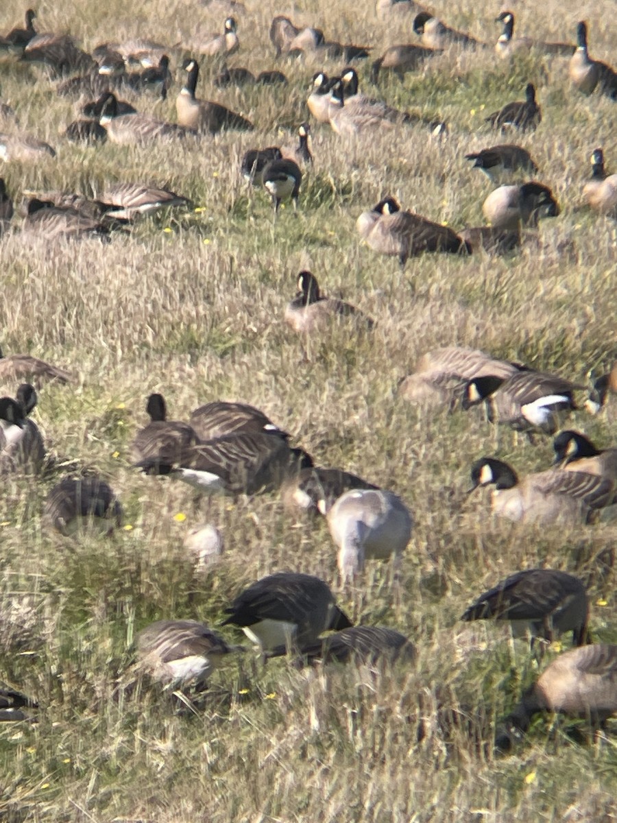 Snow Goose - ML643854355