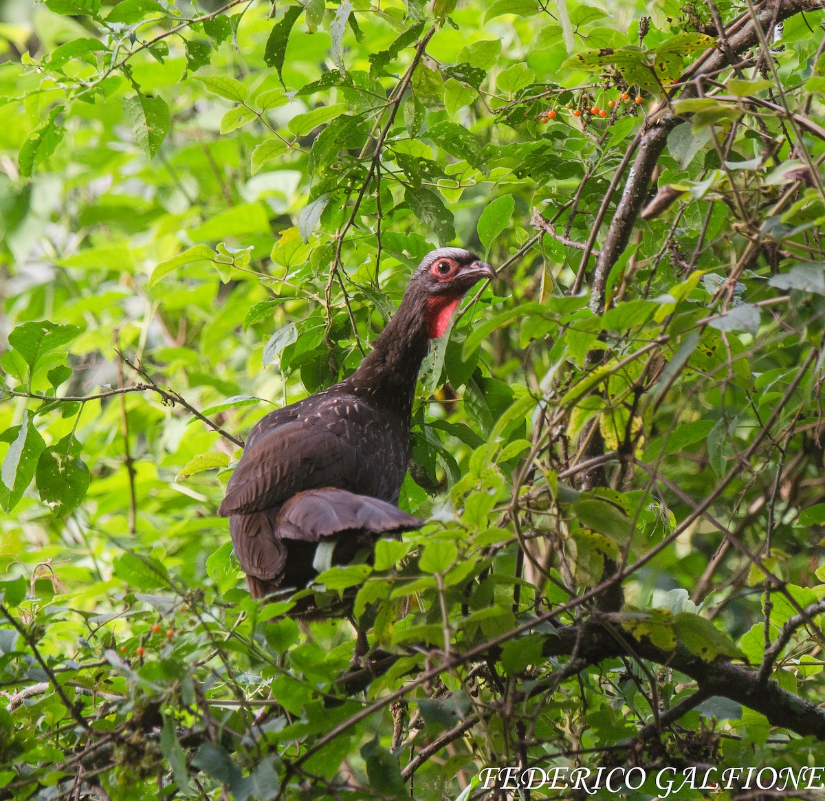 Red-faced Guan - ML643854357