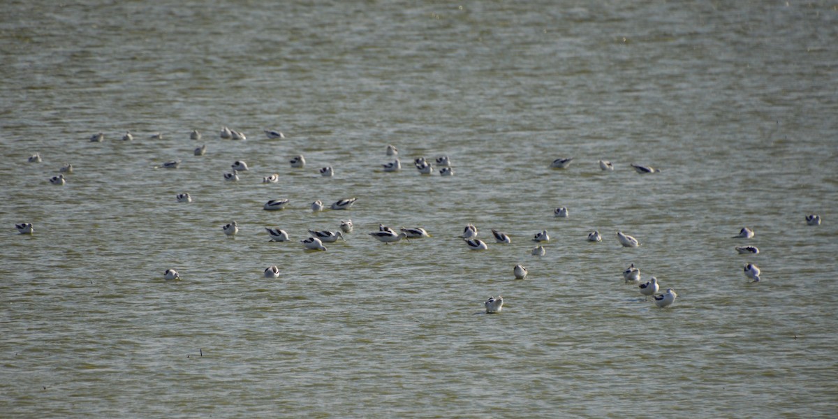 American Avocet - ML643854379