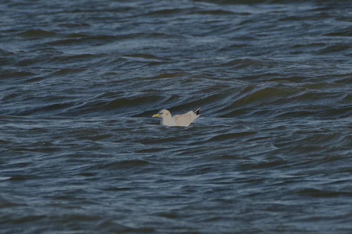 Black-legged Kittiwake - ML643854386