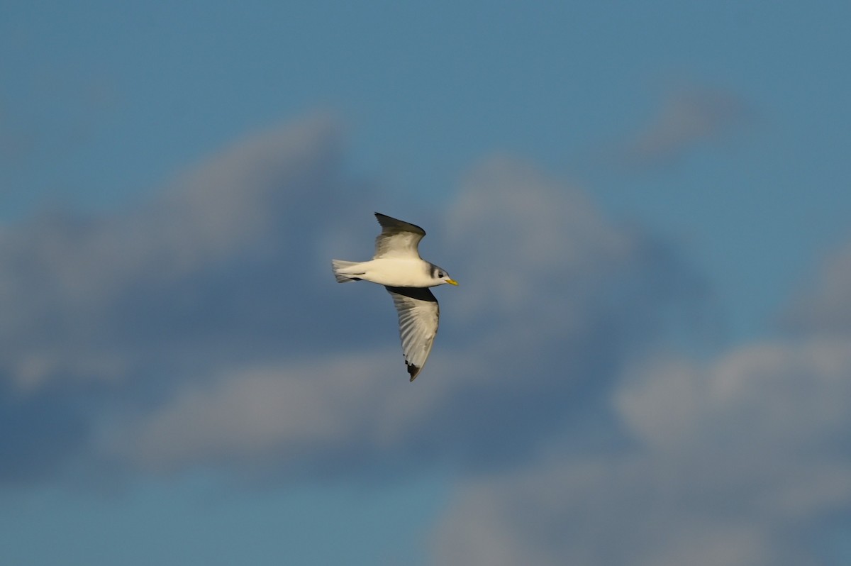 Black-legged Kittiwake - ML643854387