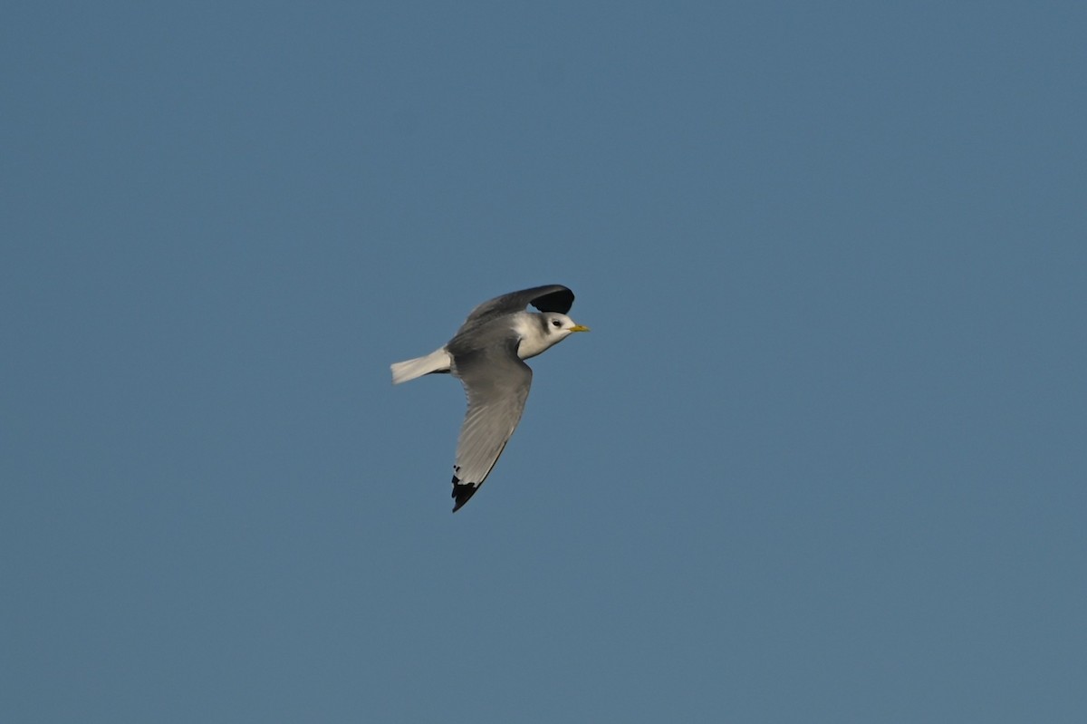 Black-legged Kittiwake - ML643854388