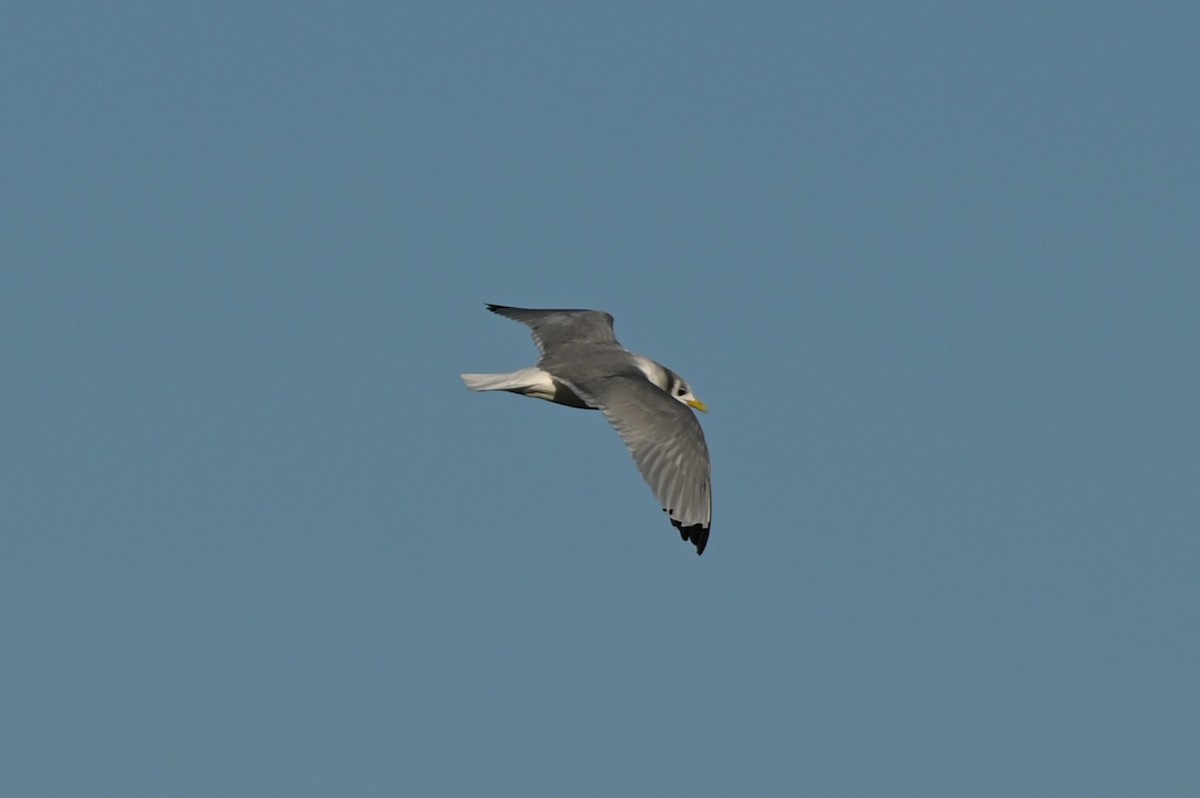 Black-legged Kittiwake - ML643854389