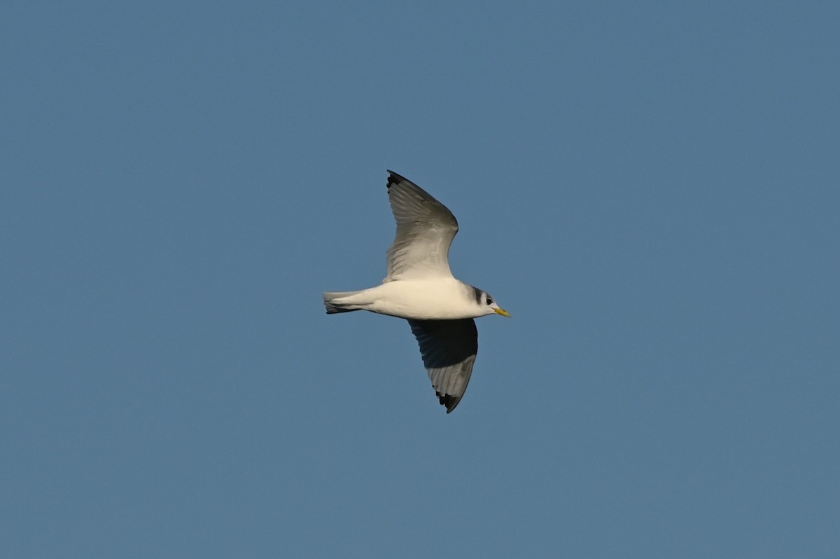 Black-legged Kittiwake - ML643854390