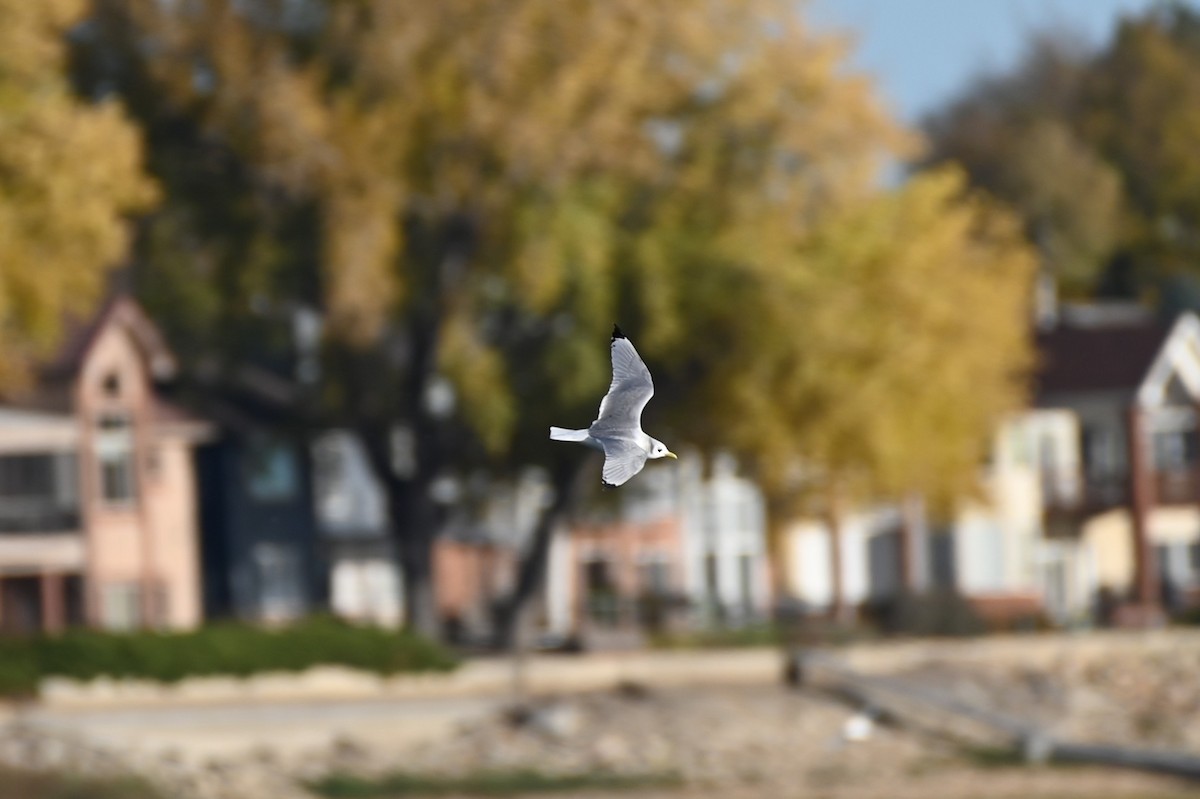 Black-legged Kittiwake - ML643854391