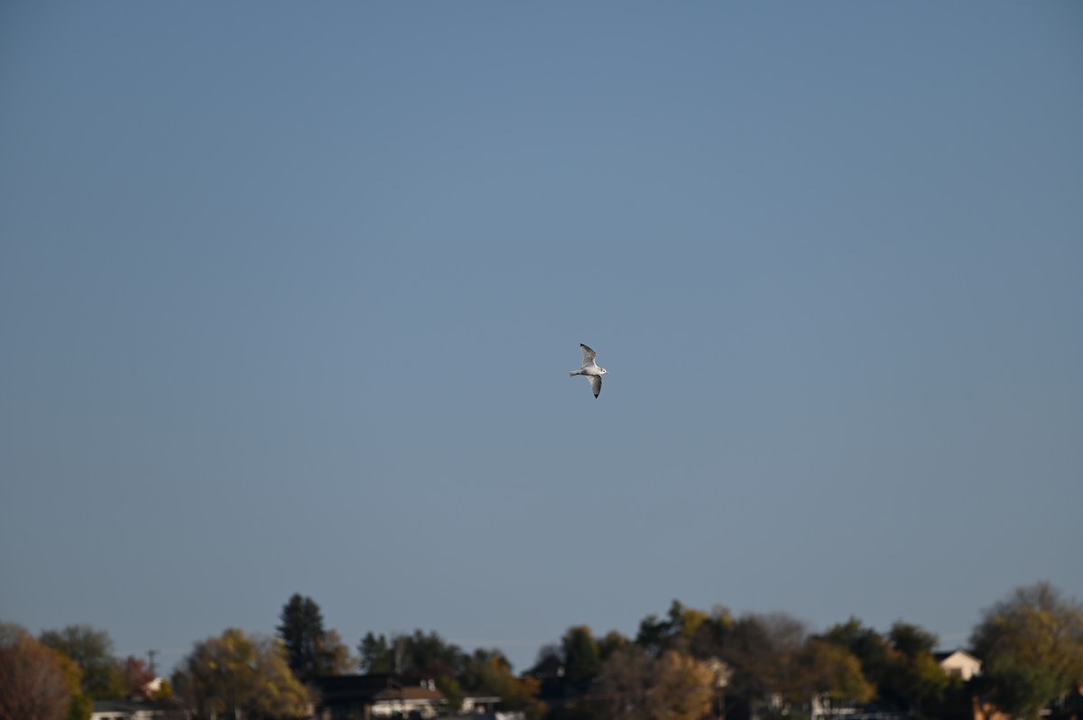 Black-legged Kittiwake - ML643854392
