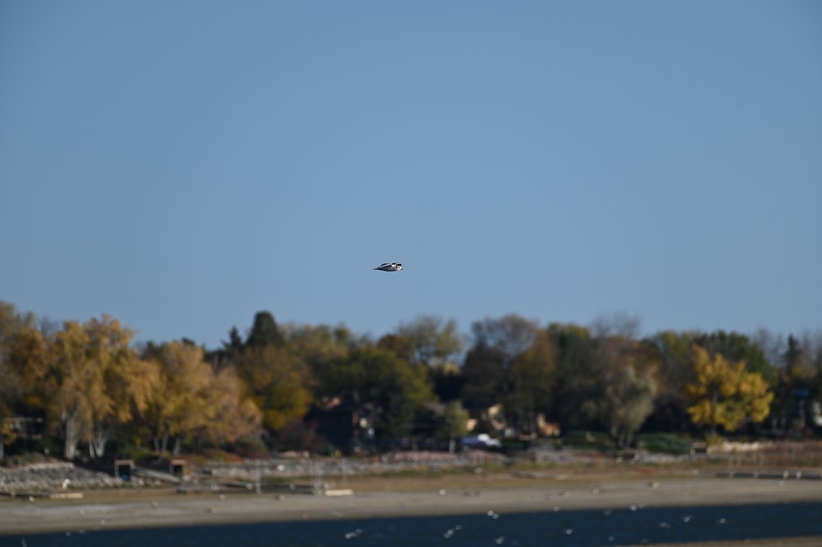 Black-legged Kittiwake - ML643854394