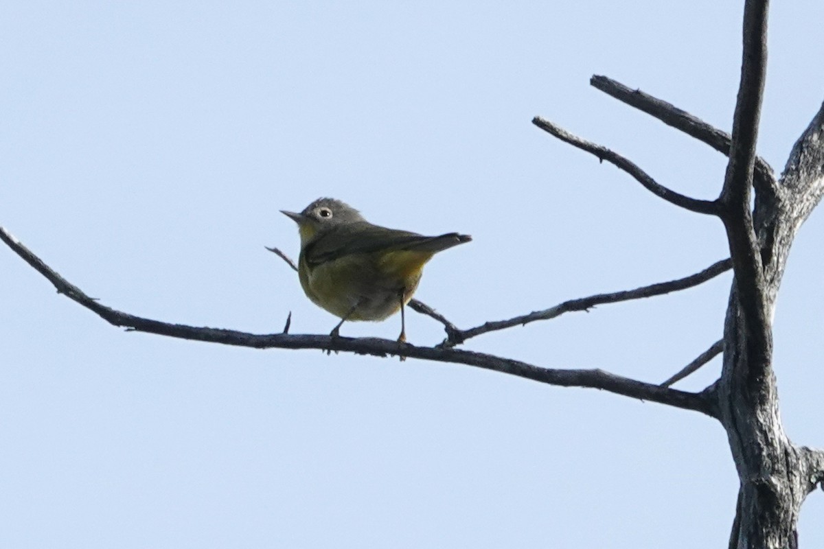 Nashville Warbler - ML643854395
