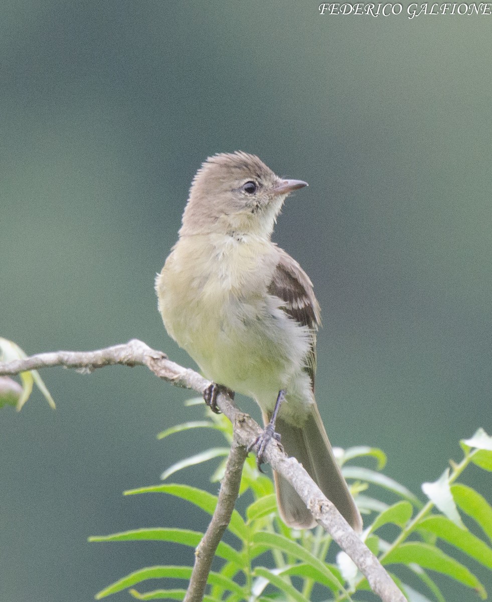 Highland Elaenia - ML643854407