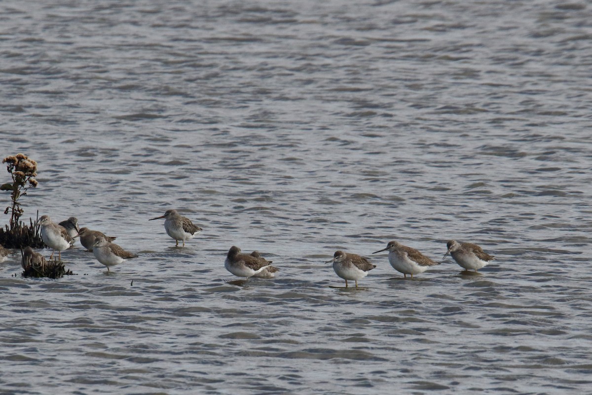 Greater Yellowlegs - ML643854423