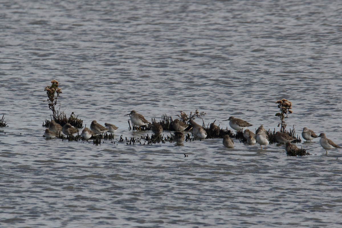 Greater Yellowlegs - ML643854424