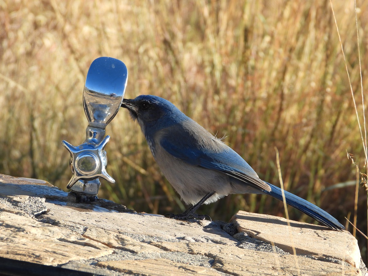 Woodhouse's Scrub-Jay - ML643854426