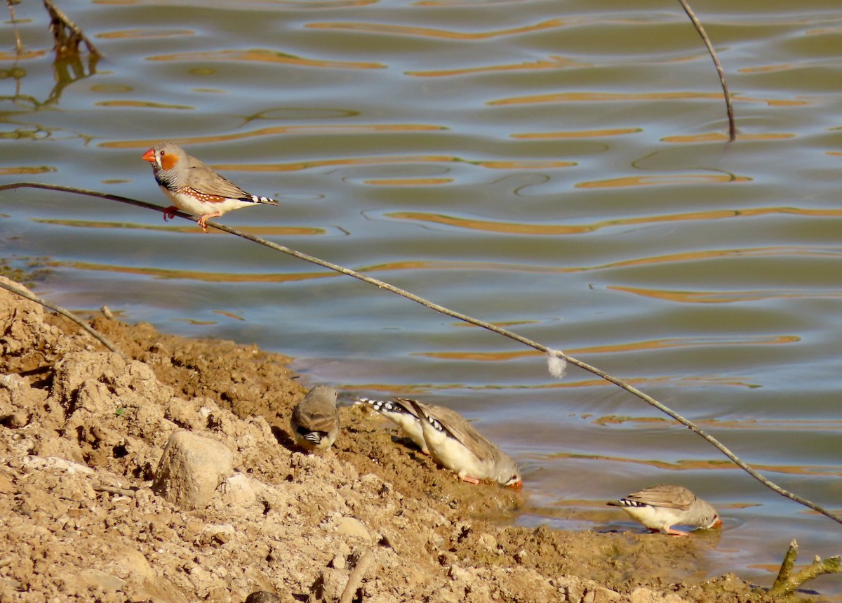 Діамантник зебровий (підвид castanotis) - ML643854436