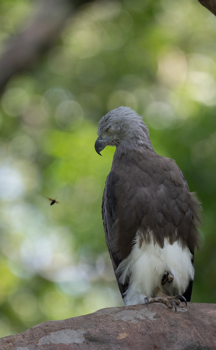 Gray-headed Fish-Eagle - ML643854456