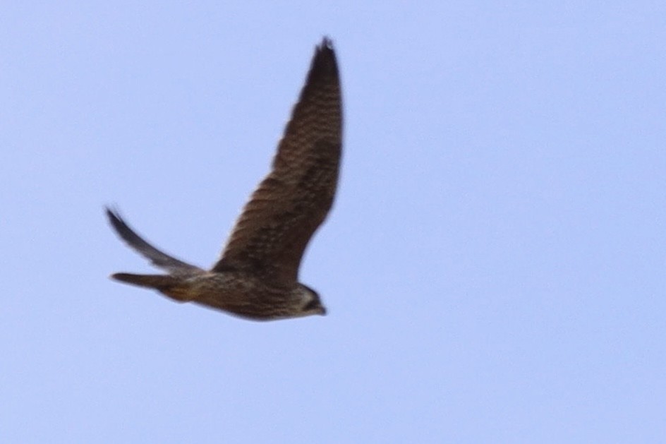 Peregrine Falcon - ML643854465