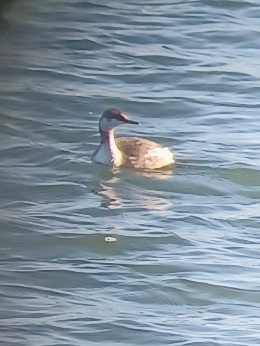 Horned Grebe - ML643854470