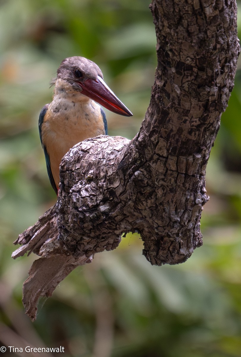 Stork-billed Kingfisher - ML643854472