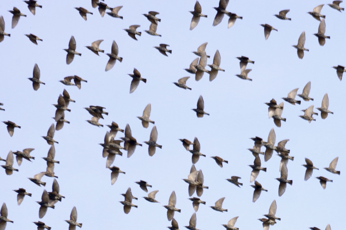 European Starling - ML643854476