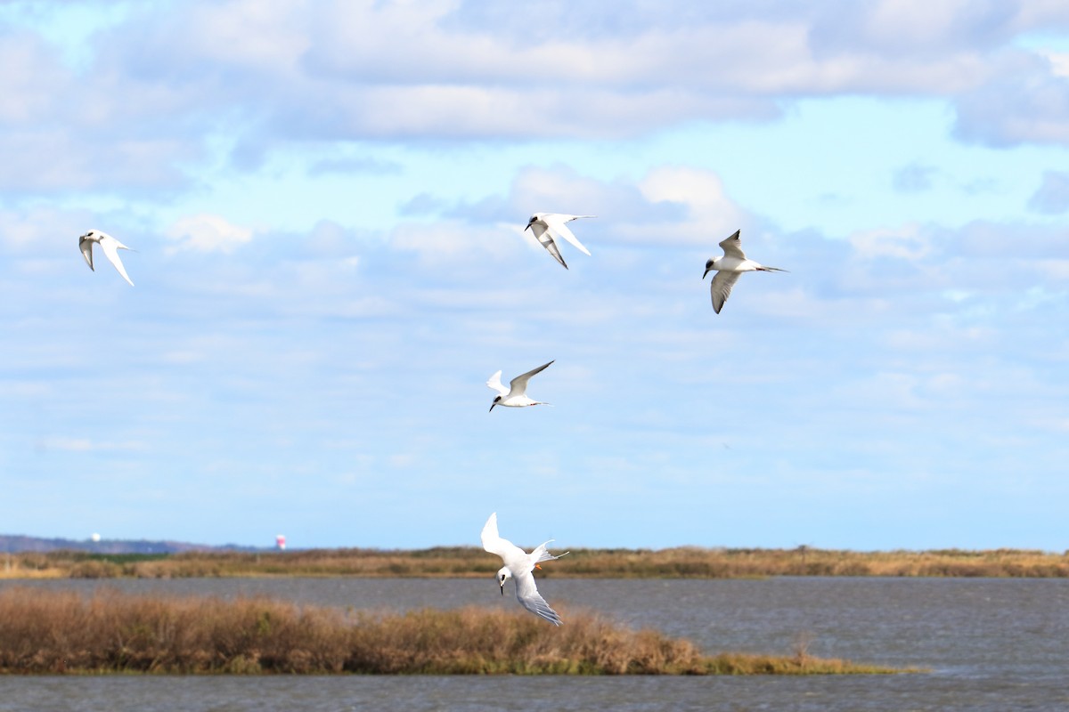 Forster's Tern - ML643854478