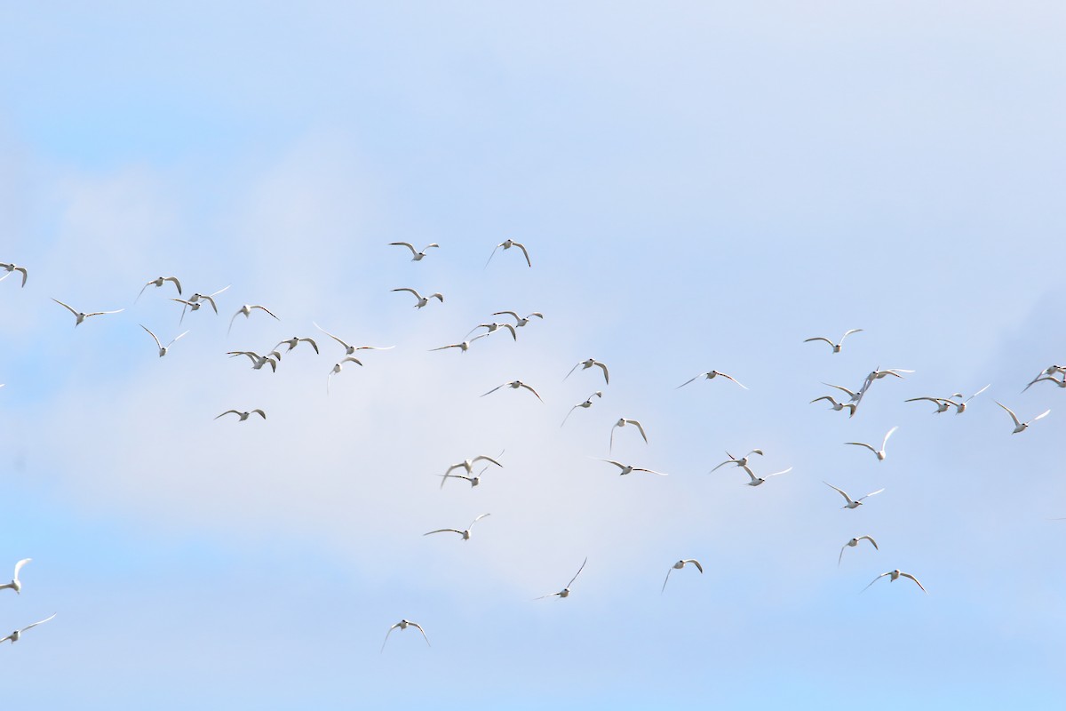 Forster's Tern - ML643854479