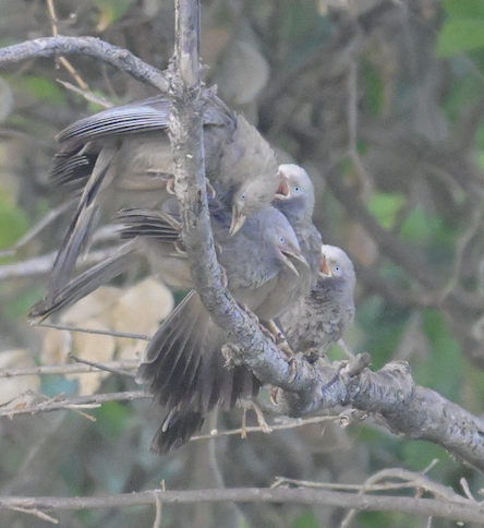 Yellow-billed Babbler - ML643854486